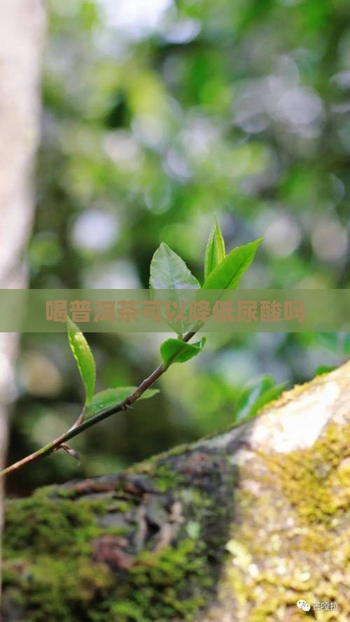 喝普洱茶可以降低尿酸吗