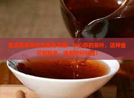 普洱茶受潮长出金色霉菌