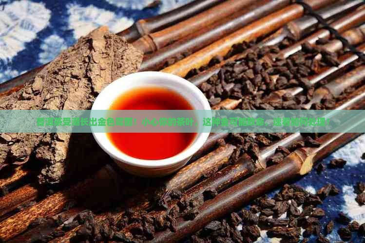 普洱茶受潮长出金色霉菌