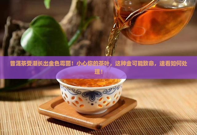 普洱茶受潮长出金色霉菌