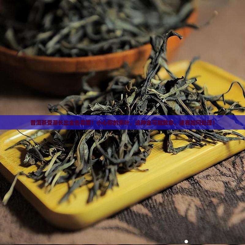 普洱茶受潮长出金色霉菌