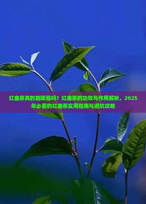 红曲茶的功效与作用