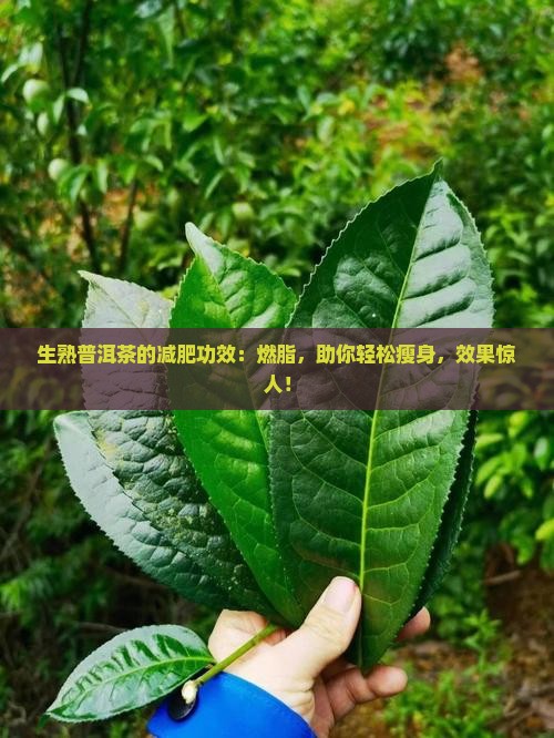 生熟普洱茶的减肥功效