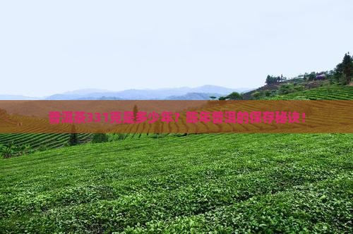 普洱茶331克是多少年