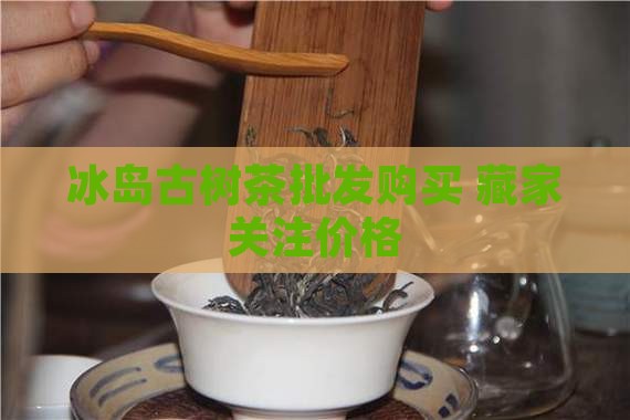 冰岛古树茶购买藏