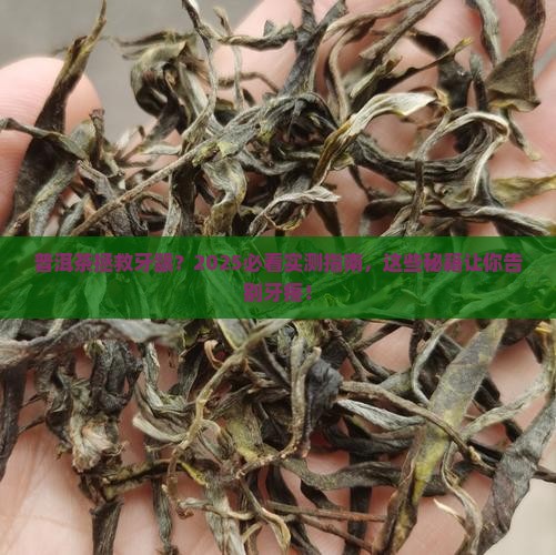 普洱茶对牙龈有好处吗