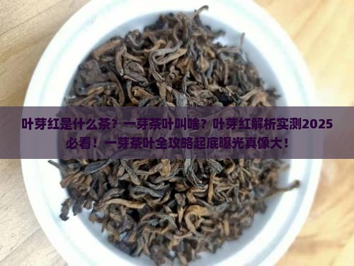 叶芽红是什么茶一芽茶叶叫啥