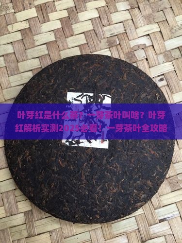 叶芽红是什么茶一芽茶叶叫啥
