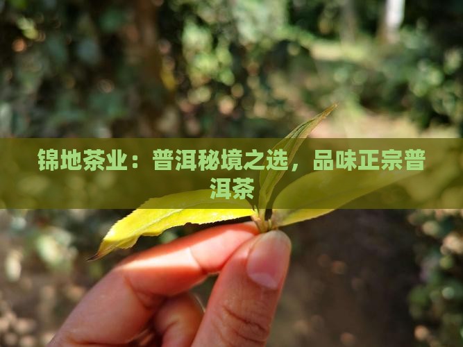 锦地茶业：普洱秘境之选，品味正宗普洱茶