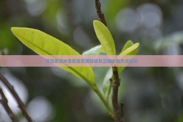 普洱茶饼冲泡前是否需捣碎及正确冲泡方法解析