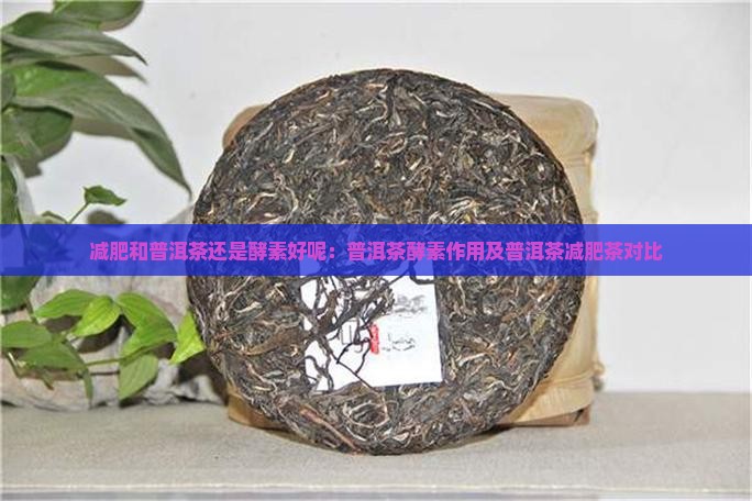 减肥和普洱茶还是酵素好呢：普洱茶酵素作用及普洱茶减肥茶对比