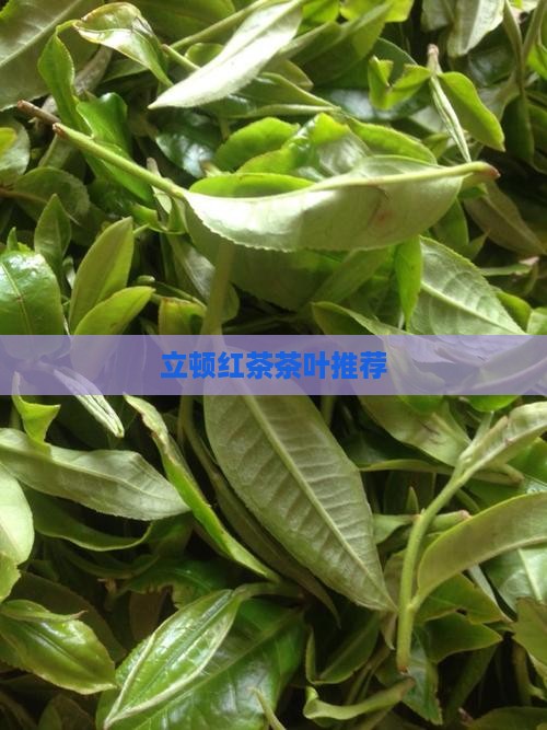 立顿红茶茶叶推荐