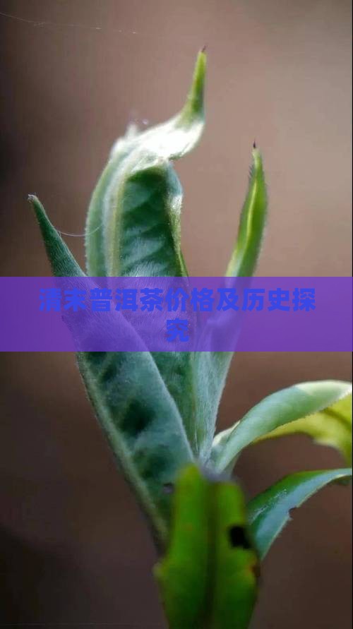 清末普洱茶价格及历史探究