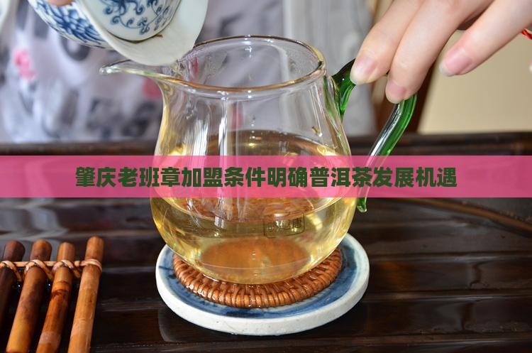 肇庆老班章加盟条件明确普洱茶发展机遇