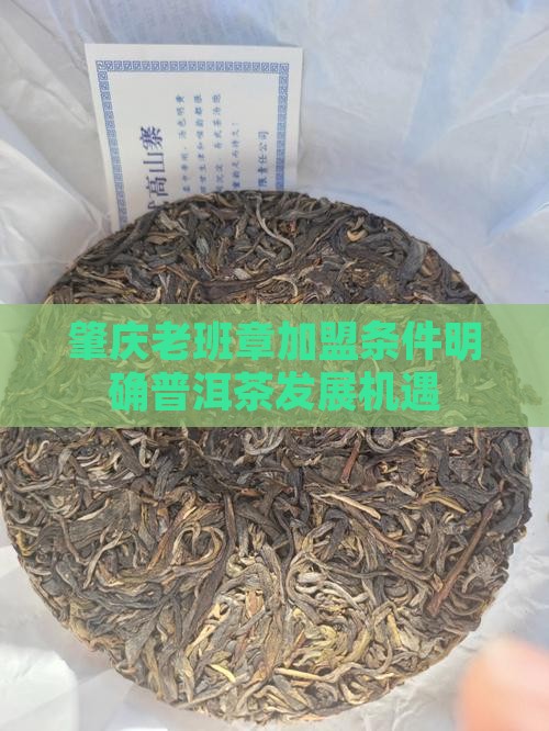 肇庆老班章加盟条件明确普洱茶发展机遇
