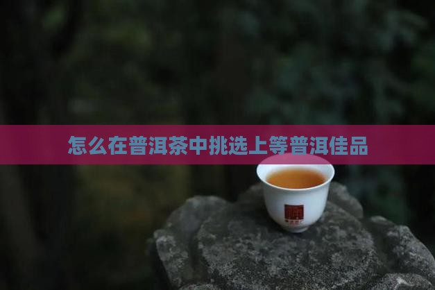 怎么在普洱茶中挑选上等普洱佳品