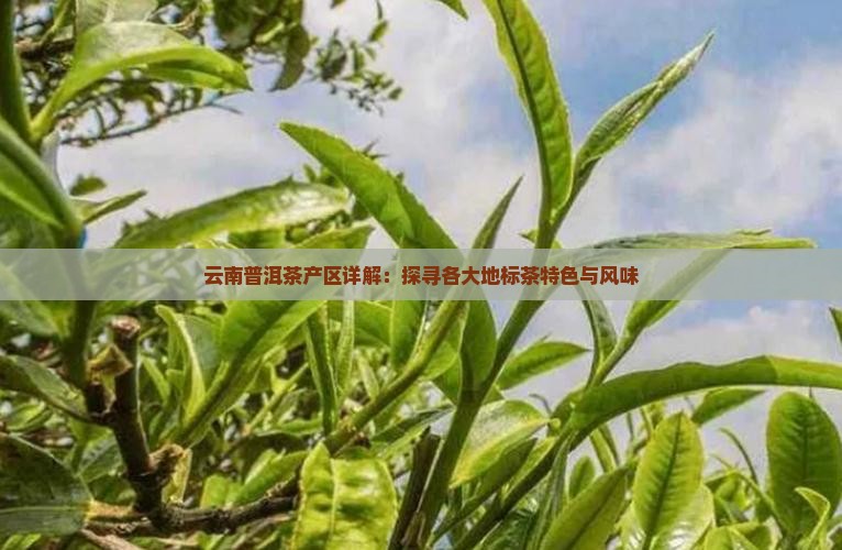 云南普洱茶产区详解：探寻各大地标茶特色与风味