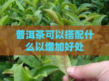 普洱茶可以搭配什么以增加好处