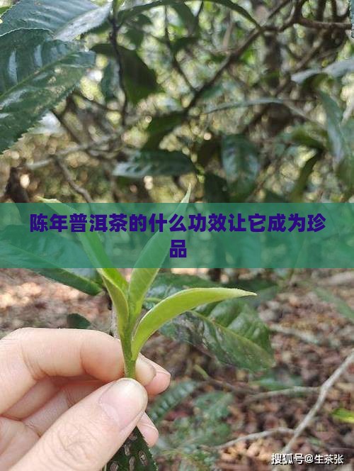 陈年普洱茶的什么功效让它成为珍品