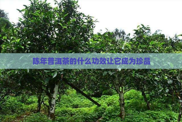 陈年普洱茶的什么功效让它成为珍品