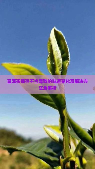 普洱茶保存不当导致的味道变化及解决方法全解析