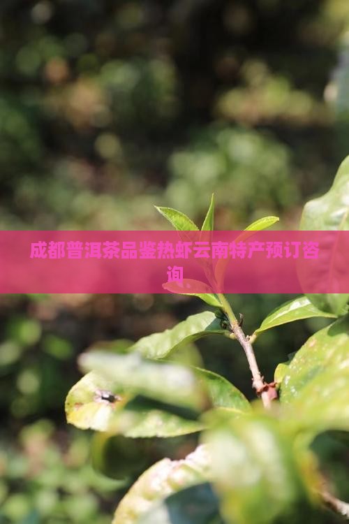 成都普洱茶品鉴热虾云南特产预订咨询