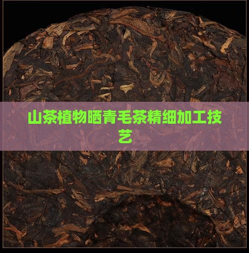 山茶植物晒青毛茶精细加工技艺
