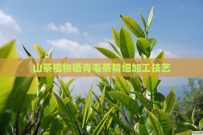 山茶植物晒青毛茶精细加工技艺