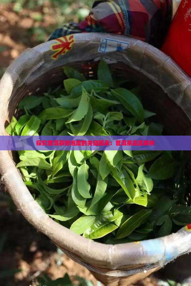 探究普洱茶耐泡度的关键因素：普洱茶品质解析
