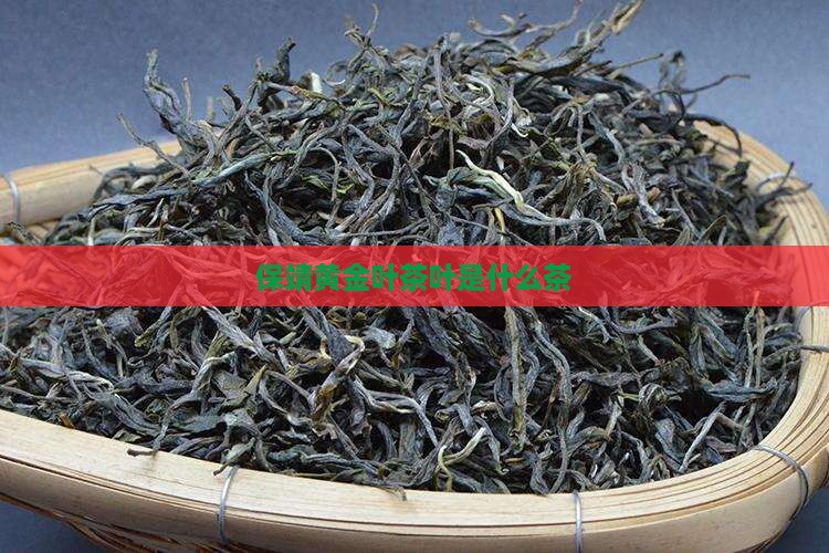 保靖黄金叶茶叶是什么茶