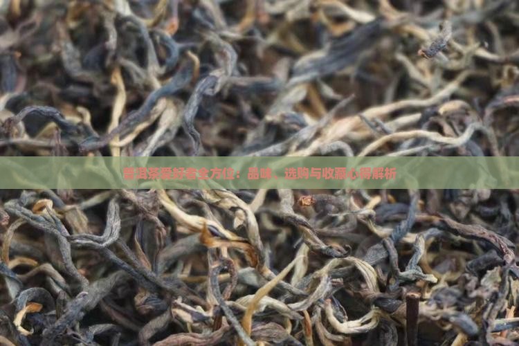 普洱茶爱好者全方位：品味、选购与收藏心得解析