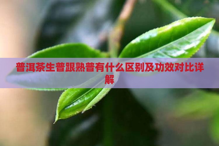 普洱茶生普跟熟普有什么区别及功效对比详解