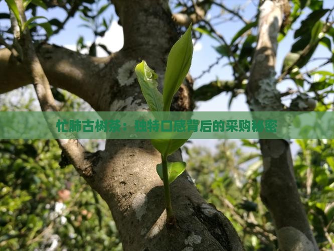 忙肺古树茶：独特口感背后的采购秘密