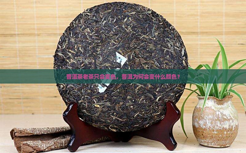 普洱茶老茶只会变色，普洱为何会变什么颜色？