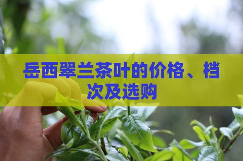 岳西翠兰茶叶的价格、档次及选购