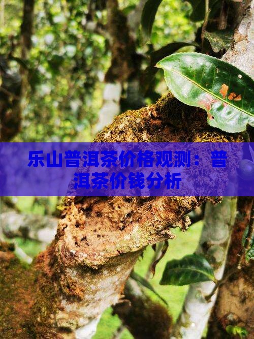 乐山普洱茶价格观测：普洱茶价钱分析