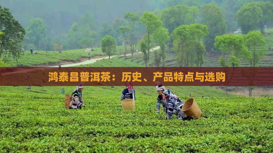 鸿泰昌普洱茶：历史、产品特点与选购