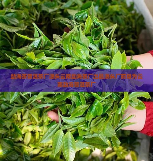 勐海茶普洱茶厂源头云南勐海茶厂出品源头厂前身为云南勐海普洱茶厂