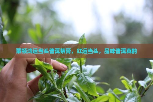 蒙顿鸿运当头普洱茶膏，红运当头，品味普洱真韵