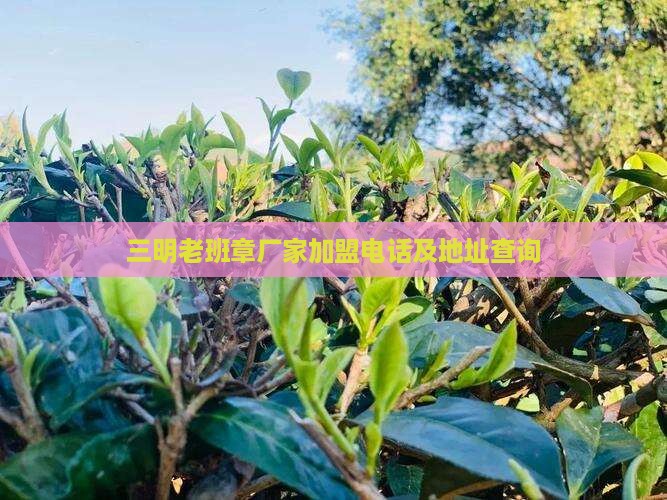 三明老班章厂家加盟电话及地址查询