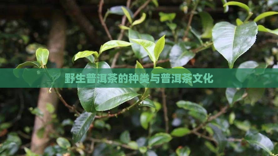 野生普洱茶的种类与普洱茶文化
