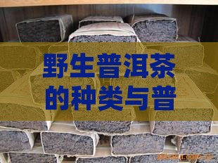 野生普洱茶的种类与普洱茶文化