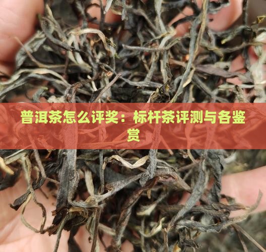 普洱茶怎么评奖：标杆茶评测与各鉴赏