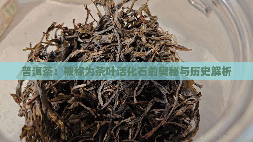 普洱茶：被称为茶叶活化石的奥秘与历史解析