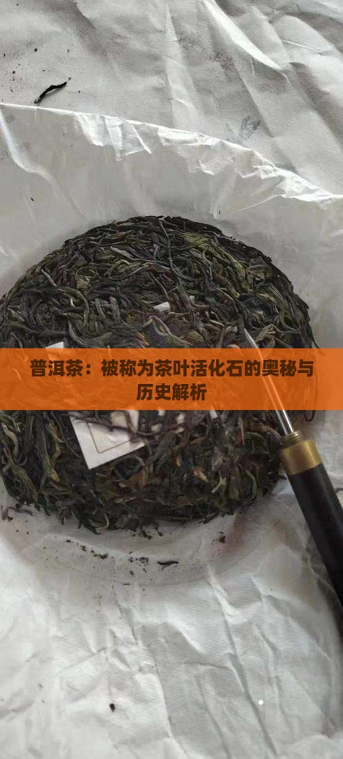 普洱茶：被称为茶叶活化石的奥秘与历史解析