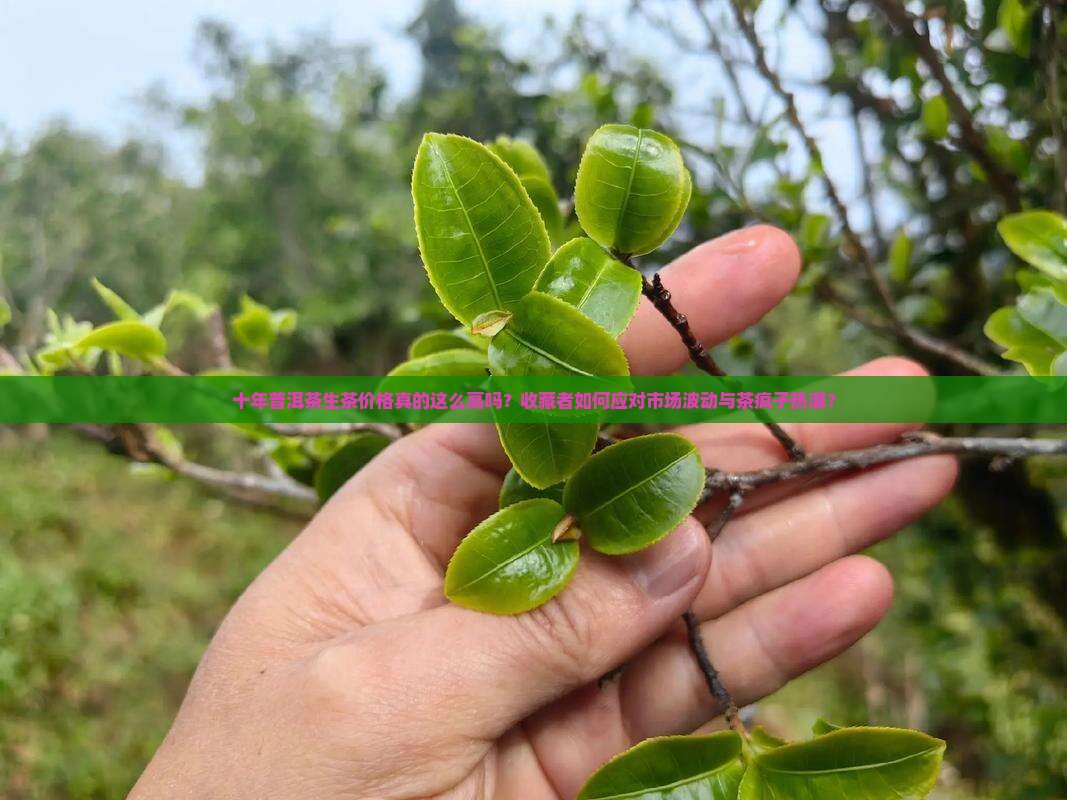 十年普洱茶生茶价格