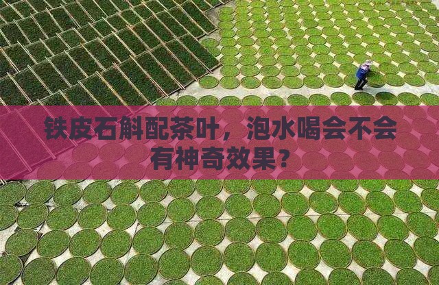铁皮石斛能与茶叶一起泡水喝吗