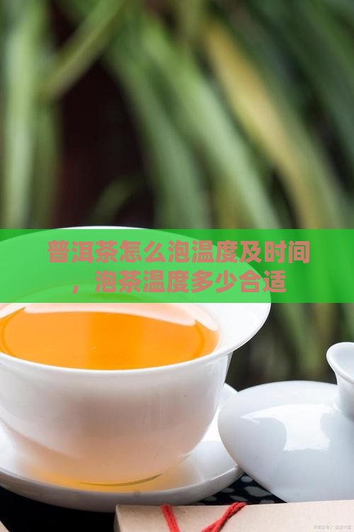 普洱茶怎么泡温度