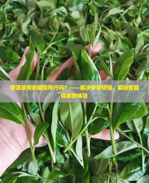 普洱茶用茶罐保存行吗