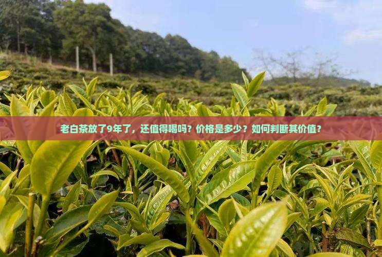 老白茶放了9年了多少钱